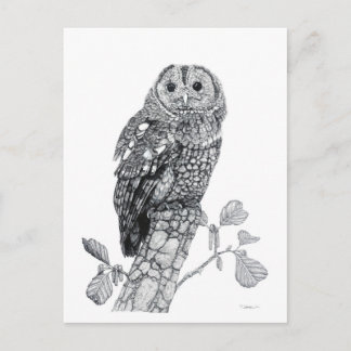 Tawny Uggla - tomt vykort