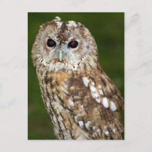 Tawny Uggla Vykort