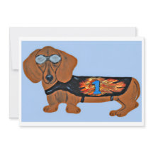 Tax Dachshund i tävlingsjacka Platt Notkort