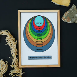 Taxonomisk klassificering poster