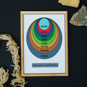 Taxonomisk klassificering poster