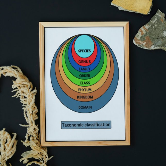 Taxonomisk klassificering poster (Skapare uppladdad)