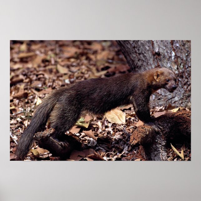 Tayra (Eira barbata) Poster (Framsidan)