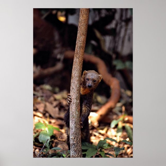 Tayra (Eira barbata) Poster (Framsidan)