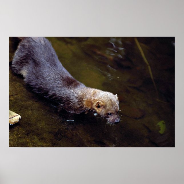 Tayra (Eira barbata) Poster (Framsidan)