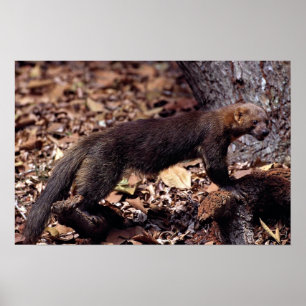 Tayra (Eirabarbata) Poster