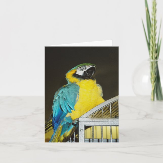 Taz... Kort (Framsida)