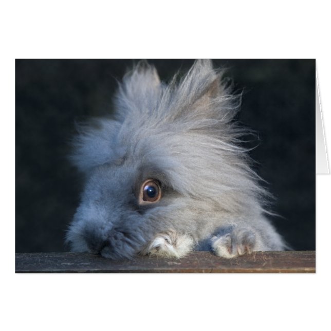 Taz kort (Framsidan Horizontal)