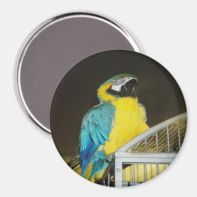 Taz... Magnet (Front/Back)