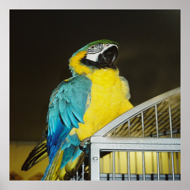 Taz... Poster (Framsidan)