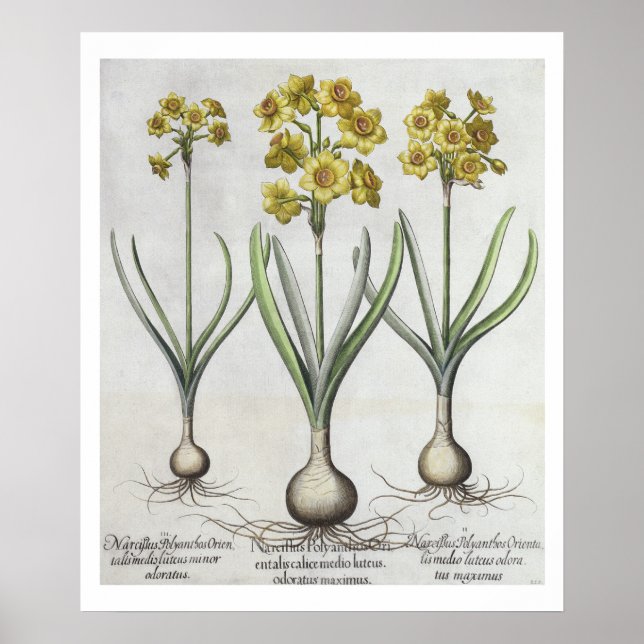 Tazetta Narcissi från "Hortus Eystettensis" Poster (Framsidan)