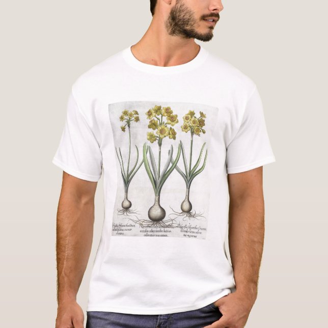 Tazetta pingstliljar, från 'Hortusen Tröja (Framsida)