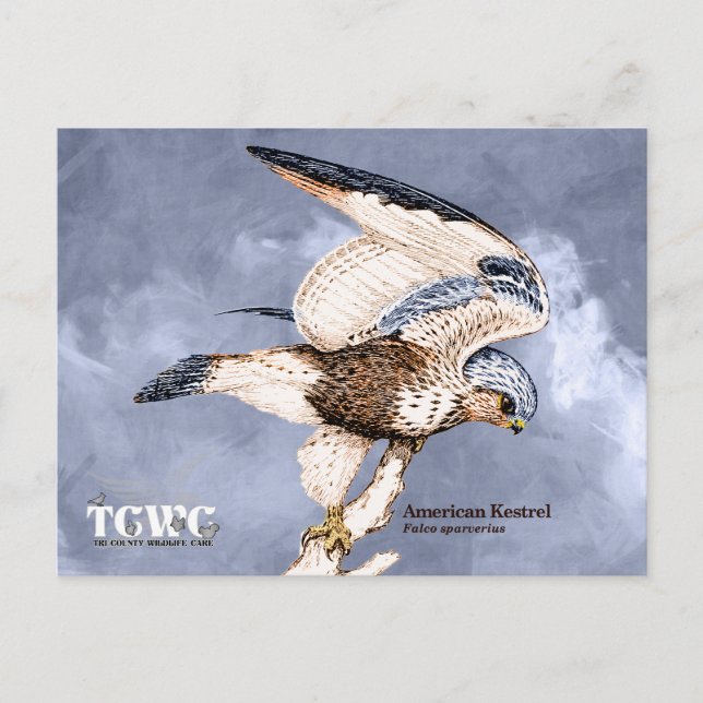 TCWC - American Kestrel Illustration with Logotyp Vykort (Framsida)