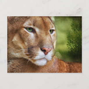 TCWC - Puma Mountain Lejon Art Vykort