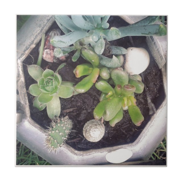 Te-tid?En planterad tekokare Kakelplatta (Framsidan)