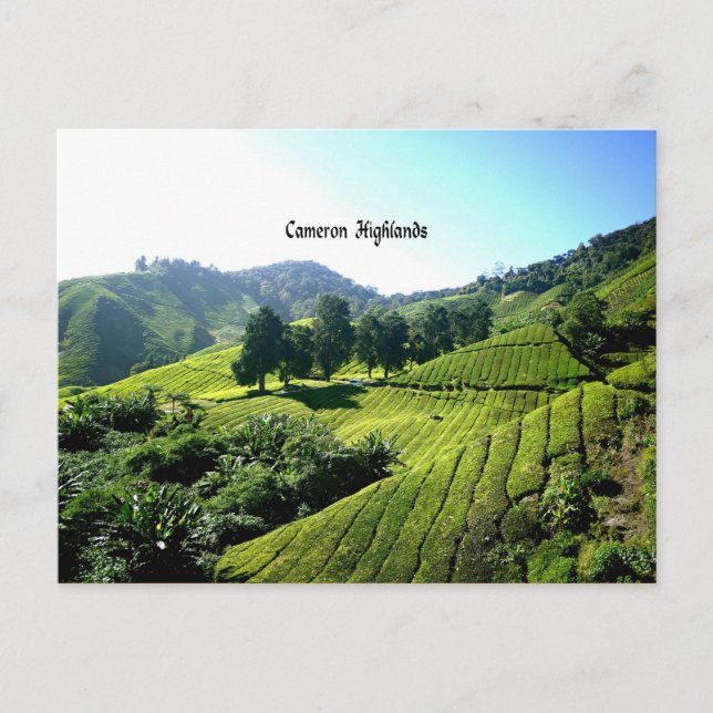 Tea Plantation, Cameron Highlands, Malaysia Vykort (Framsida)