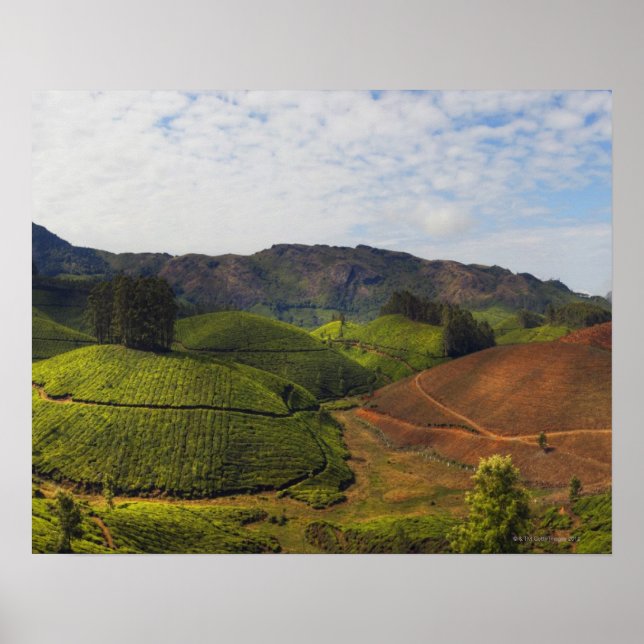 Tea Plantation Kerala state India Poster (Framsidan)