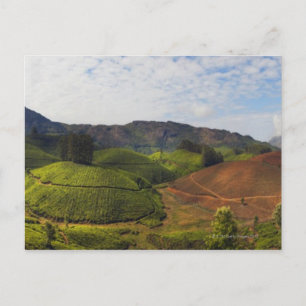 Tea Plantation Kerala state India Vykort