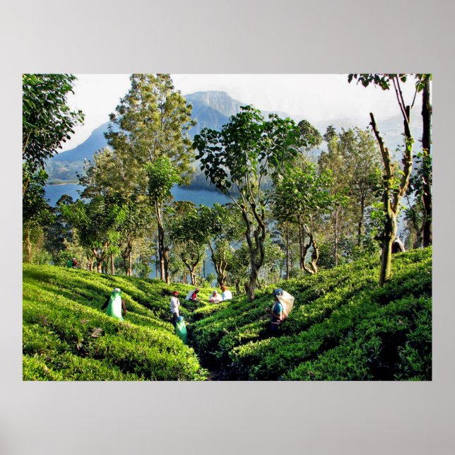Tea Plantation Poster (Framsidan)