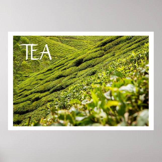 Tea Plantation Poster (Framsidan)