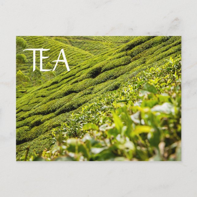 Tea Plantation Vykort (Framsida)