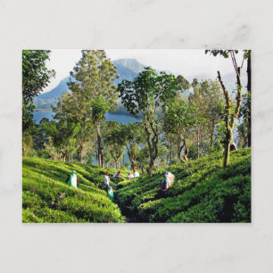 Tea Plantation Vykort