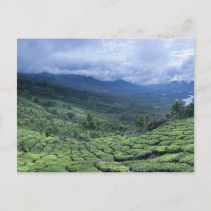 Tea plantor 2 Kerala state India Vykort