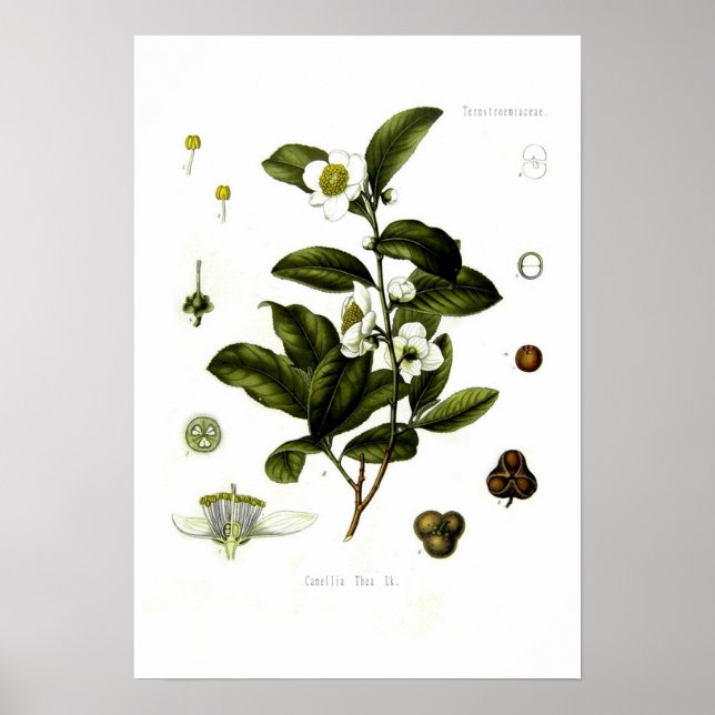 Tea Poster (Framsidan)