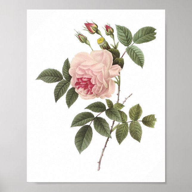 tea ro (Rosa indica) av Redouté Poster (Framsidan)