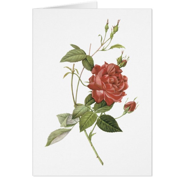 tea ro (Rosa indica Cruenta) av Redouté Hälsningskort (Framsidan)
