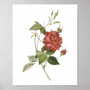 tea ro (Rosa indica Cruenta) av Redouté Poster