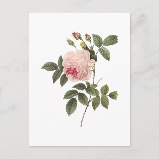 tea rose(Rosa indica) by Redouté Vykort (Framsida)