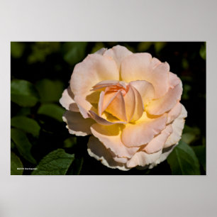 Tea steg poster