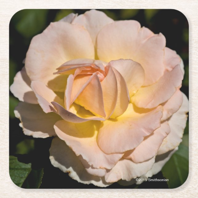 Tea steg underlägg papper kvadrat (Framsidan)