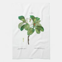 TEA TOWEL : BOTANISK: DOUÉ: MAGNOLIA