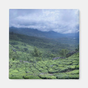 Teakoloni 2 Kerala statliga Indien Magnet