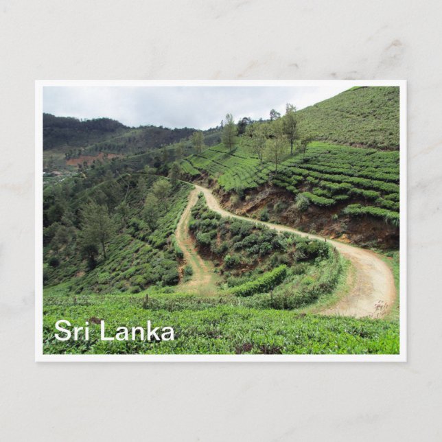 teakolonier Sri Lanka Vykort (Framsida)