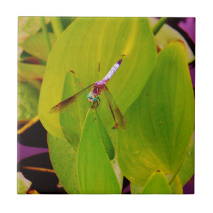 Teal Blue Dragonfly på Grönten Löv. Kakelplatta