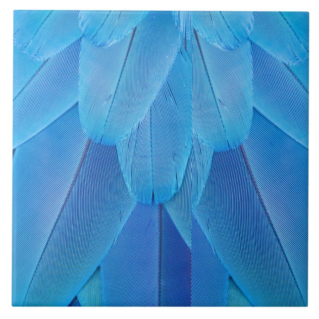 Teal Blue Feathers of the Macaw Parrot Kakelplatta (Framsidan)