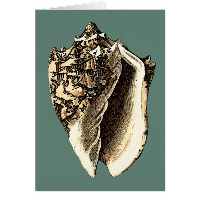 Teal Conch Snäcka Hälsningskort (Framsidan)