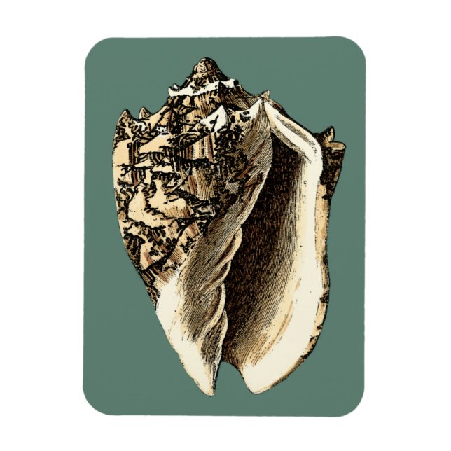 Teal Conch Snäcka Magnet (Vertikal)