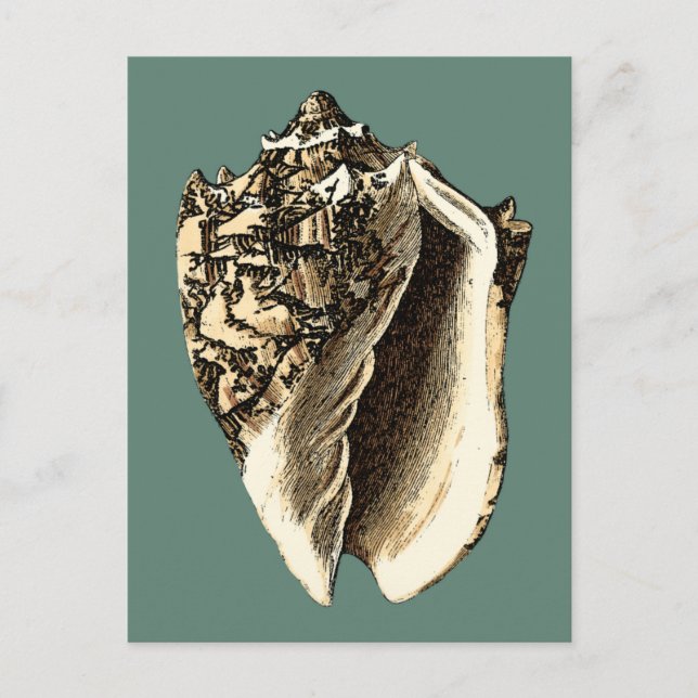 Teal Conch Snäcka Vykort (Framsida)