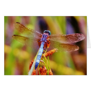 Teal Dragonfly på sege Hälsningskort