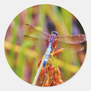 Teal Dragonfly på sege Runt Klistermärke