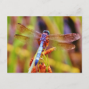 Teal Dragonfly på sege Vykort