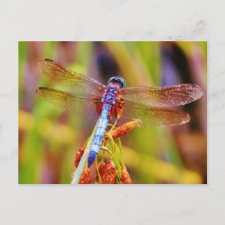 Teal Dragonfly på sege Vykort