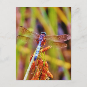Teal Dragonfly på sege Vykort