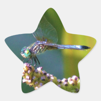 Teal eyed Dragonfly Stjärnformat Klistermärke