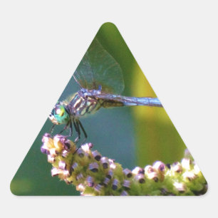 Teal eyed Dragonfly Triangelformat Klistermärke