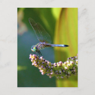 Teal eyed Dragonfly Vykort